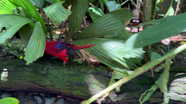 Chattering lory parrot on branch in tropical forest