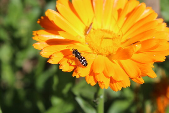 sweat bee or Ligated Furrow Bee (Halictus ligatus) collecting nectar and pollen from Calendula yellow flower 
