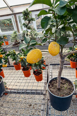 Lemon plant producing ripe yellow fruit in a commercial greenhouse