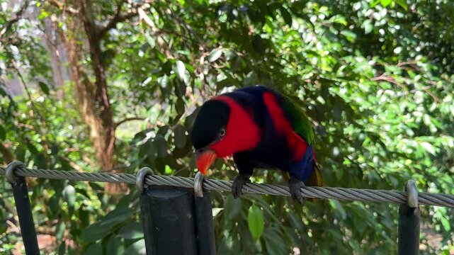 Black capped lory parrot on tropical branch