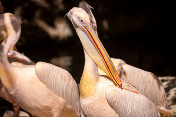 Pink pelecans perch on a rocky coastline. A close-up of a flock of pink pelicans. Waterfowl at their nesting site.