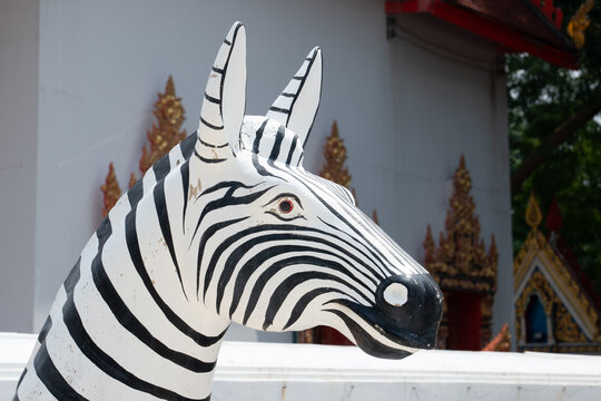 white zebra in a white background