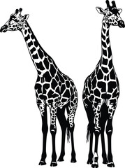Naklejka premium Black and white silhouette of two giraffes standing together with detailed spotted patterns isolated on white background, cad drawing flat vector illustration design