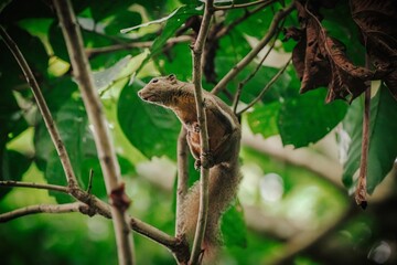 A squirrel perches on a branch amidst lush green foliage, captured in a dark, atmospheric shot.