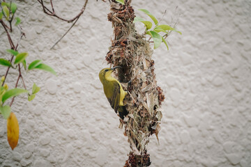 Fototapeta premium A vibrant yellow bird sits nestled within a messy, twig-filled bird's nest attached to a textured white wall.