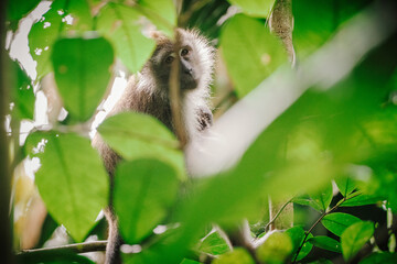 Fototapeta premium A small, brown monkey clings to a branch amidst lush green foliage, partially obscured by leaves, creating a bokeh effect.