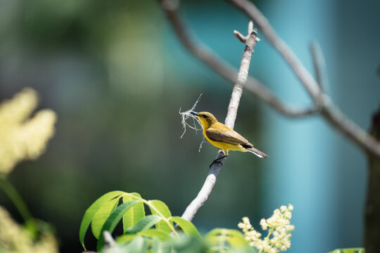A small, yellow bird with a twig in its mouth perches on a branch amidst blurred green foliage and a blue wall.