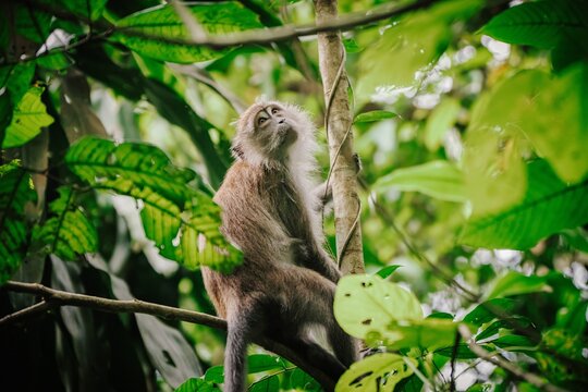 A monkey sits perched in a lush, green jungle tree, looking upwards with a curious expression.