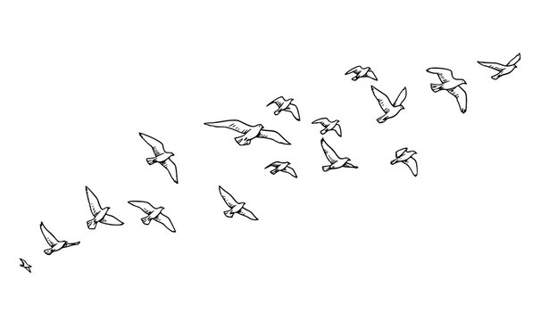 Hand-drawn flying birds vector set with ink and brush line style