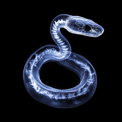 Fototapeta premium A dangerous green python reptile serpent stays isolated on a black background in the dark as a wild wildlife animal