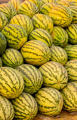 Obraz premium Juicy Asian watermelons. A large pile of ripe watermelons lies in a field in the sunset light. A close-up of many watermelons.