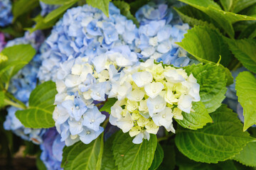 Hydrangea macrophylla soft blue blossoms for romantic garden and seasonal decoration concept