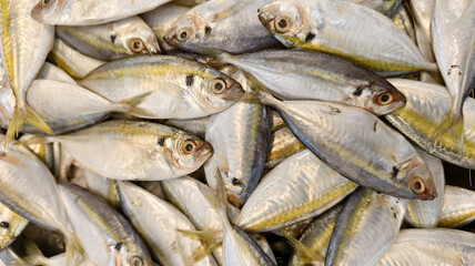 Obraz premium a batch of fresh yellowstripe scad or selaroides leptolepis, in indonesian called 