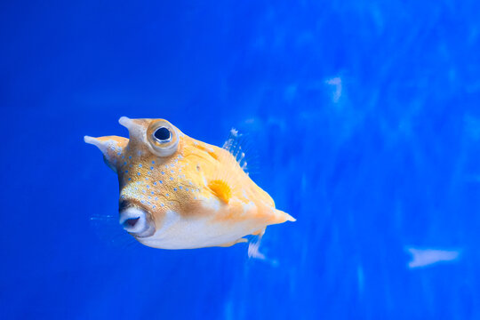 Detailed Longhorn Cowfish Lactoria cornuta swims within transparent deep blue ocean habitat