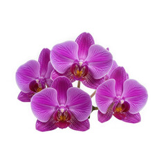 Fototapeta premium A vibrant cluster of purple orchids showcasing their delicate petals and intricate details. isolated on white background