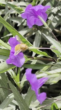 Abeja carpintera del valle (Xylocopa sonorina) sobre flores moradas