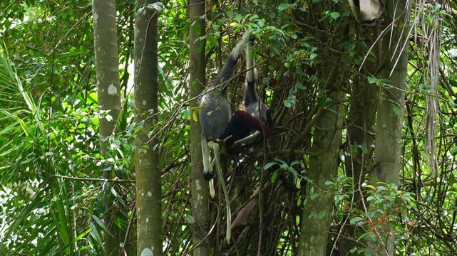 Two Red-shanked douc langurs sit on a tree branch amidst the lush environment, close up shot.
