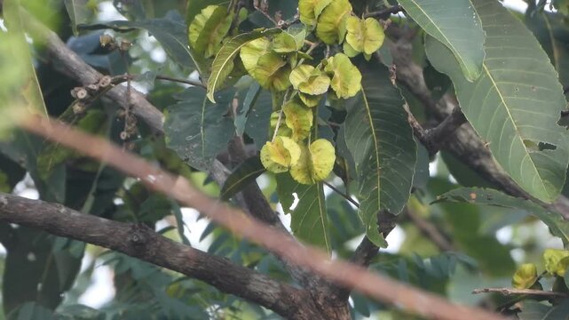 Arjun tree Leaf's green .