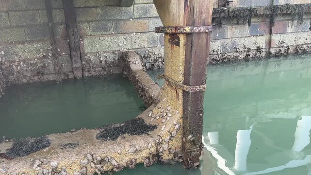 A close-up shot captures the weathered wooden and metal pilings of a dock in Gosport, England, covered in oysters, barnacles, and seaweed, with calm green water gently lapping below