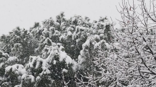 Dense snowfall covers evergreen and leafless trees against a pale winter sky, creating a quiet seasonal landscape with soft textures and natural contrast.