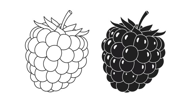 A striking black and white illustration depicts two raspberries one light and one dark showcasing their textured surfaces high quality professional