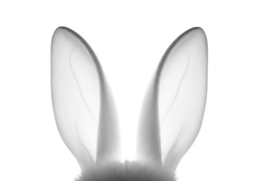 White fluffy bunny ears isolated on transparent background