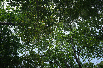 Fototapeta premium Tiny bat on tall and green plants