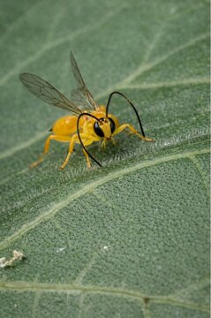 This insect is a parasitoid wasp, likely from the genus Xanthopimpla, commonly known as an ichneumon wasp or yellow wasp