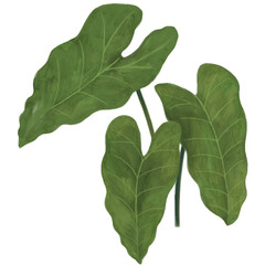 Burle Marx collection © Yen