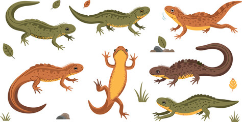 Fototapeta premium Salamander and Newt Amphibian Illustration Set Showing Different Poses of Forest and Wetland Amphibians for Wildlife Education, Nature Study, and Biology Design