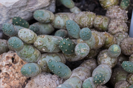 Close-up of a Tephrocactus cactus with a blurred background in natural light. Beautiful succulents