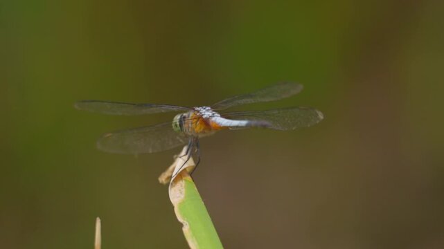 Stunning slow motion shot of a dragonfly perched on a leaf tip with a lush green bokeh background. Capturing the intricate details of its wings and body movement in a serene natural environment.