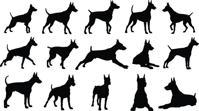 doberman, dog, silhouette, set, different, poses, guard, canine, black, collection, standing, running, sitting, lying, vector, isolated, pet, animal, profile, training