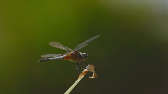 Stunning slow motion shot of a dragonfly perched on a leaf tip with a lush green bokeh background. Capturing the intricate details of its wings and body movement in a serene natural environment.
