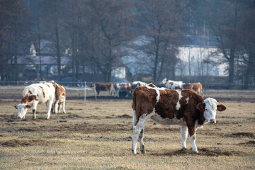 Bydło - byki na naturalnym pastwisku © qrrr