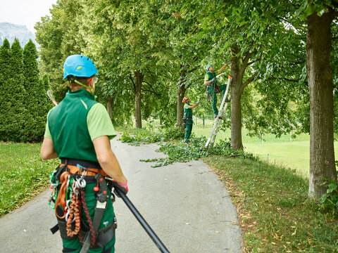 Tree cutters pruning of trees