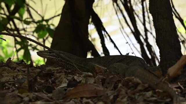 Monitor lizard, also Goanna, in tropical north Queensland, Australia, large reptile native to tropical rainforests