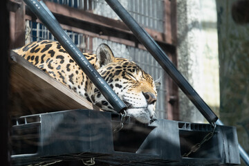 ジャガー © IMPROVE.Create.Co.