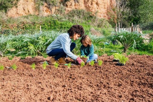 Mother and son planting lettuce seedlings in vegetable garden