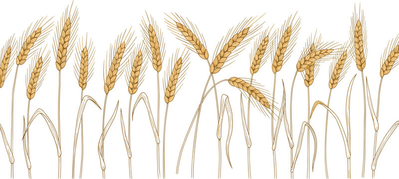 Wheat ears botanical illustration border. Golden barley and wheat spikes arranged as a decorative farm field composition. Agriculture harvest design for organic food and farming themes.
