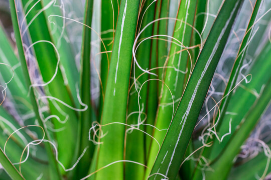 Yucca close-up with a blurred background. screen saver.