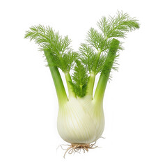 A fresh fennel bulb with green stems and leaves, ready for culinary use. isolated on white background