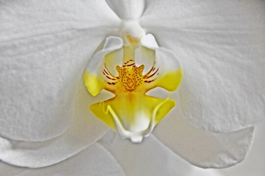 Close up of a white Phalaenopsis orchid flower