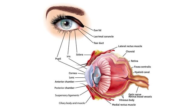 Detailed anatomical of the human eye isolated white background