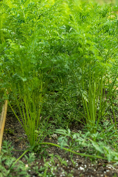 Carrot tops in a garden bed at the dacha