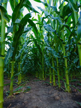 Serbia, Vojvodina. Green corn stems in a row, Zea mays