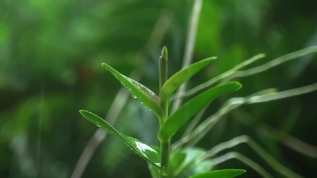 Close up of green dendrobium orchid plant with long aerial roots during rainfall in a lush tropical garden.
