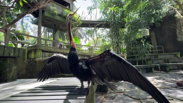 Oriental darter snake bird spreading wings in tropical bird park