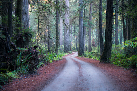 USA, California, Crescent City, Jedediah Smith Redwood State Park, road