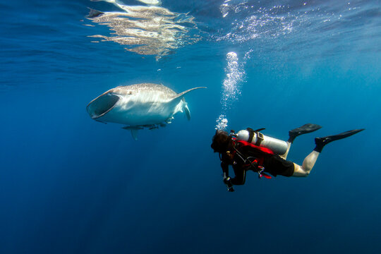 Indonesia, Papua, Cenderawasih Bay, diver watching Whale shark